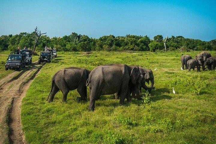 Minneriya National Park Private Safari