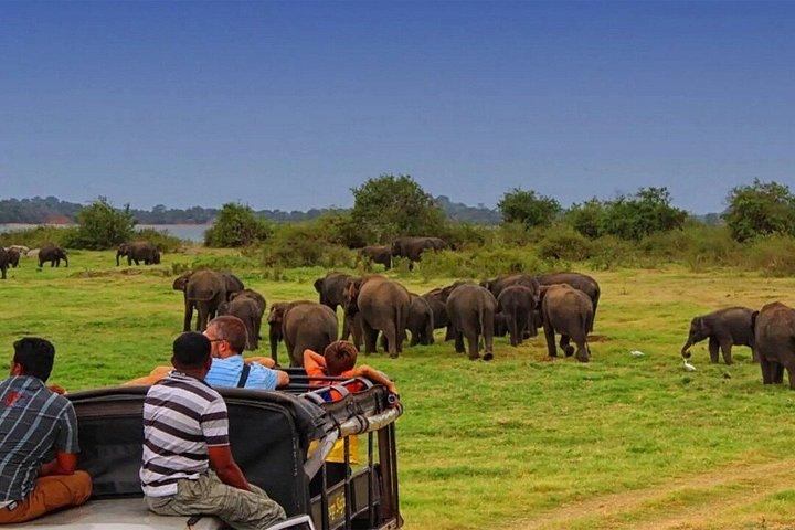 Minneriya National Park Private Safari