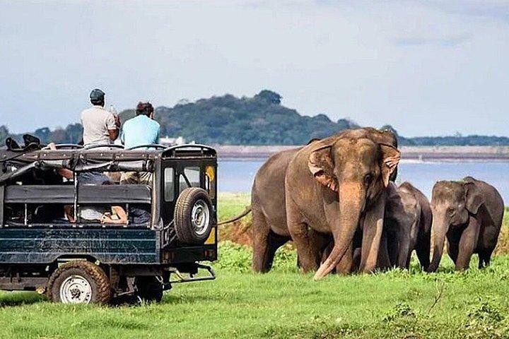 Minneriya National Park Private Safari