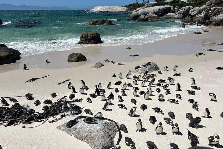 Lille gruppe Cape Point og Cape of Good Hope med penguins tur