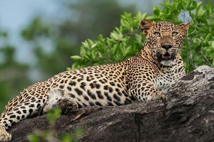 Safari privato nel parco nazionale di Wilpattu