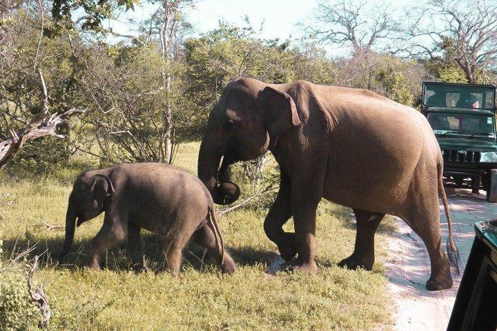 Private Safari im Yala-Nationalpark