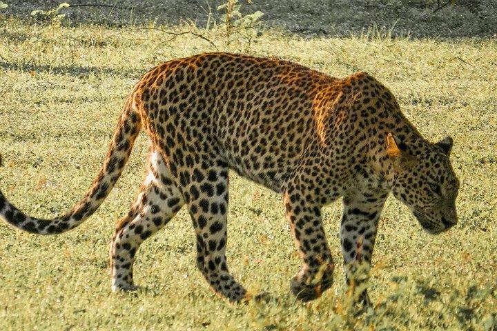 ヤーラ国立公園プライベートサファリ