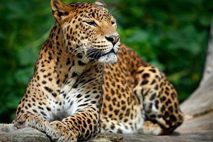Private Safari im Yala-Nationalpark
