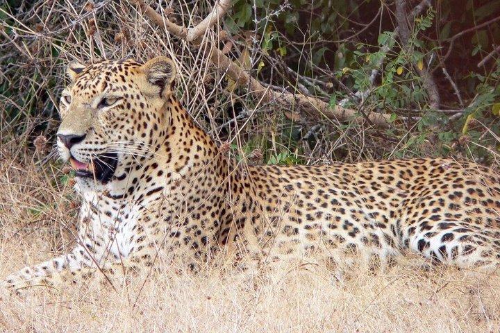 Private Safari im Yala-Nationalpark
