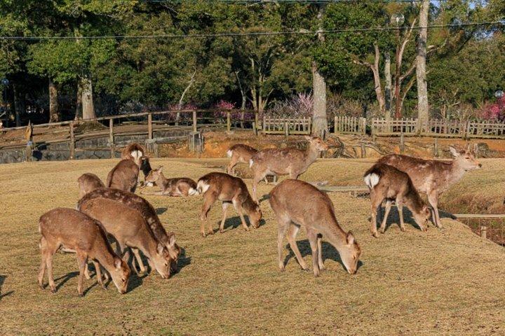 神戸・大阪港からプライベート奈良大阪京都海岸小旅行