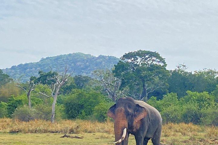 キャンディからシギリヤとミネリヤサファリの旅へトゥクトゥクツアー。