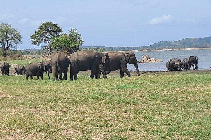 キャンディからシギリヤとミネリヤサファリの旅へトゥクトゥクツアー。