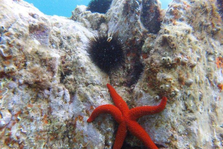 Costa Brava Tour : Kajak-, Schnorchel- und Klippensprung ab Barcelona