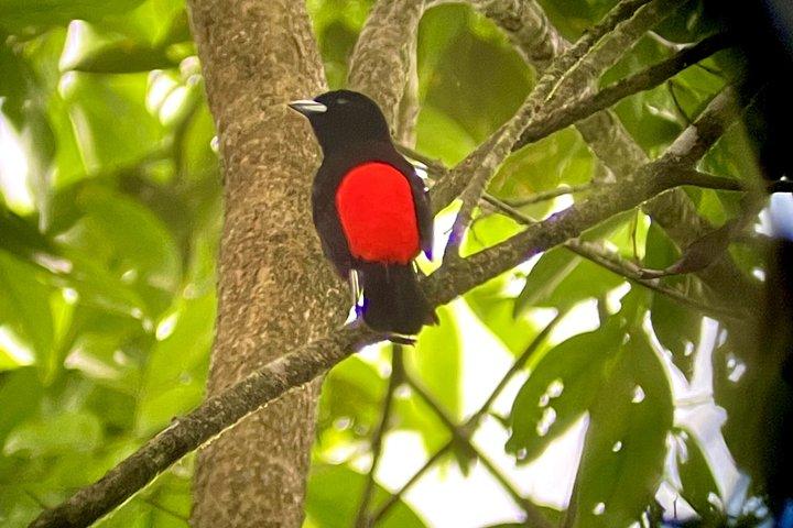 Arenal Volcano Picnic Experience