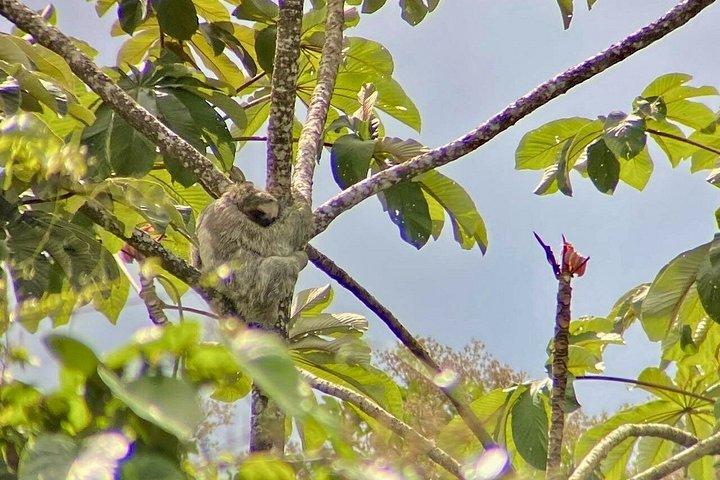 Arenal Volcano Picnic Experience