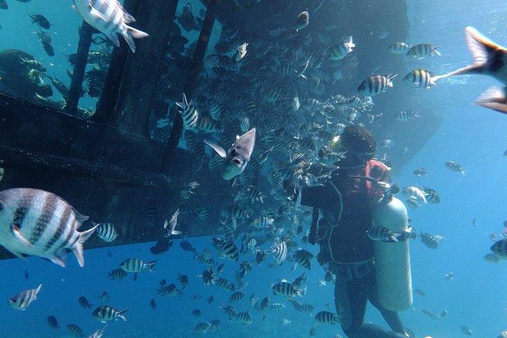 2 - 半潜水艦1時間シュノーケリング＆フルガダからの送迎