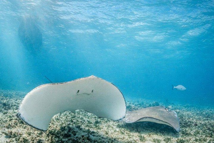 Tulum, Reef Snorkeling, Cenote & Cerimonia Maya