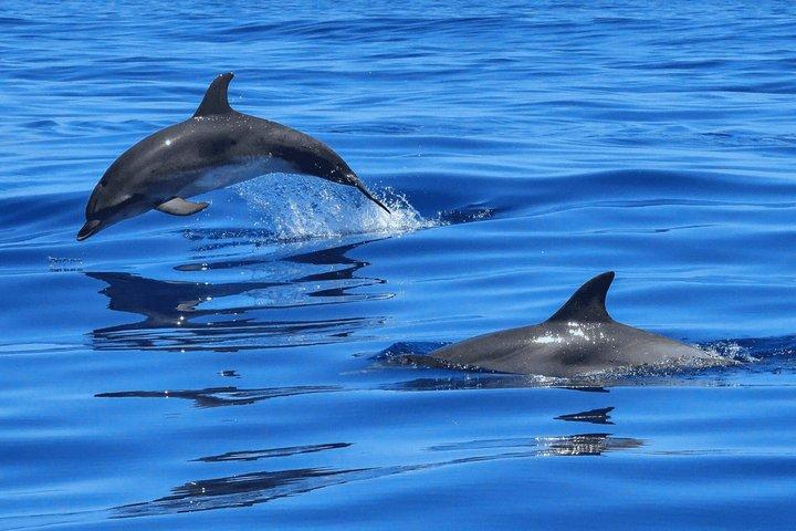 Hurghada Dolphin House Adventure