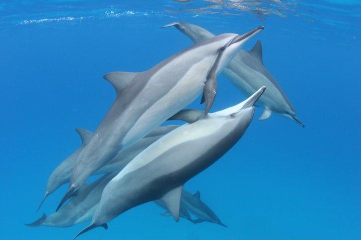 Deluxe Snorkeling Trip to Captain Cook Monument