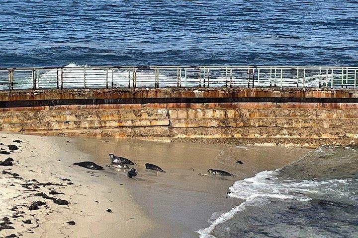 サンディエゴツアー、コロナド、バルボアパーク、ラホヤ、カブリリョモン