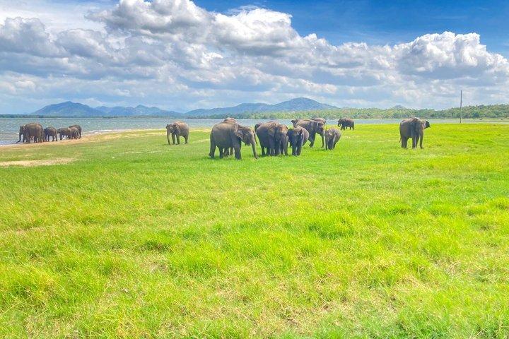 ミネリヤとカウドゥッラのジープサファリ野生動物ツアー