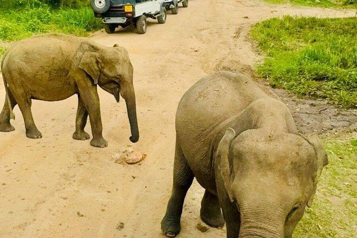 ミネリヤとカウドゥッラのジープサファリ野生動物ツアー