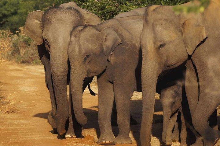 Udawalawe National Park Privat Safari med Naturalist