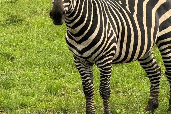 アカゲラ国立公園の終日ゲームドライブ