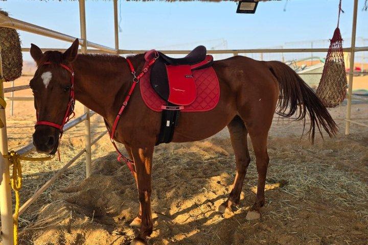 ワヒバ砂漠でのプライベート乗馬とサンセットウォッチ