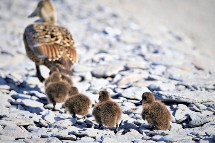 イーサフィヨルズゥルからの往復ボート送迎付きヴィグル島ツアー