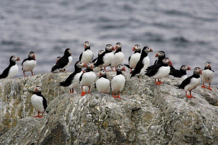 Vigur Island Tour with Return Boat Transfer from Ísafjörður