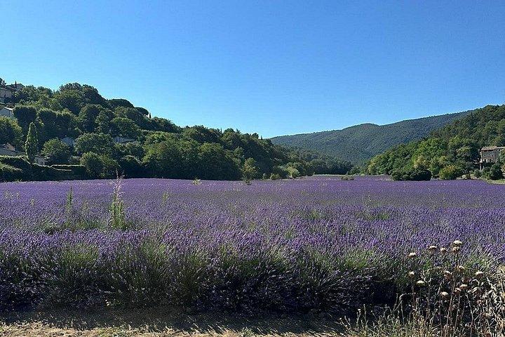 Provencal Elegance: Lavender & Olive Oil tasting