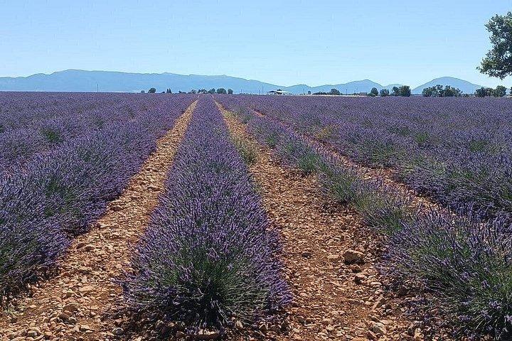 Provencal Elegance: Lavender & Olive Oil tasting
