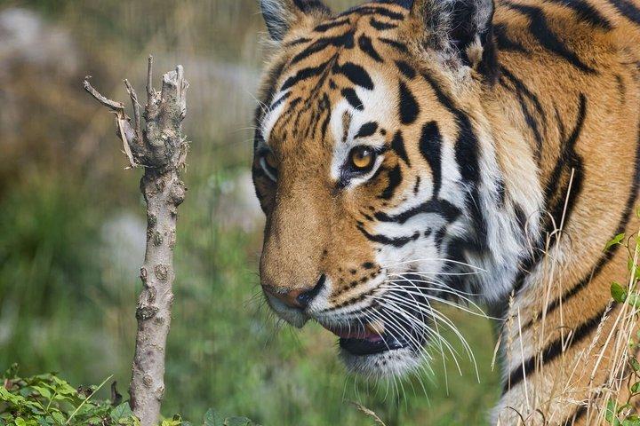 Ranthambore Tiger Safari Excursion d'une journée au départ de Jaipur