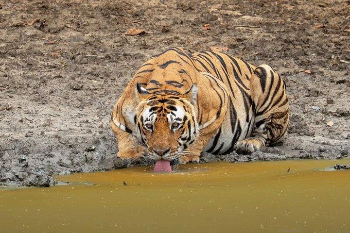 Tour di un giorno di Ranthambore Tiger Safari da Jaipur