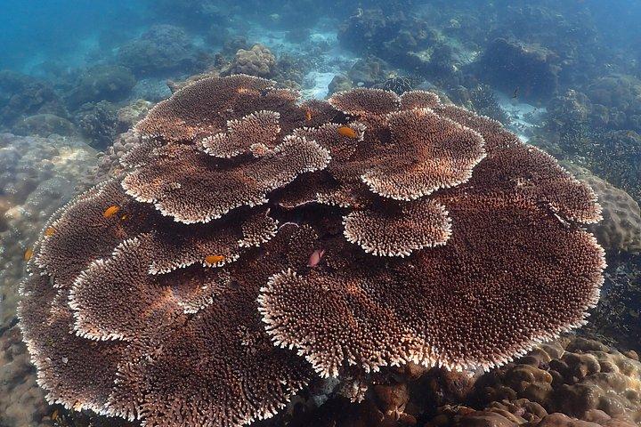 2階建てのカタマラン社によるレイジーピピマヤツアー