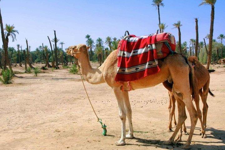 Camel Ride in the Marrakech Palm Grove