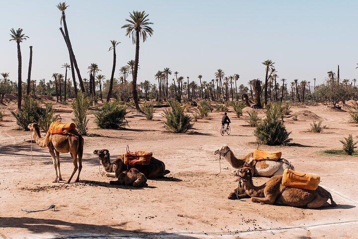 Camel Ride in the Marrakech Palm Grove