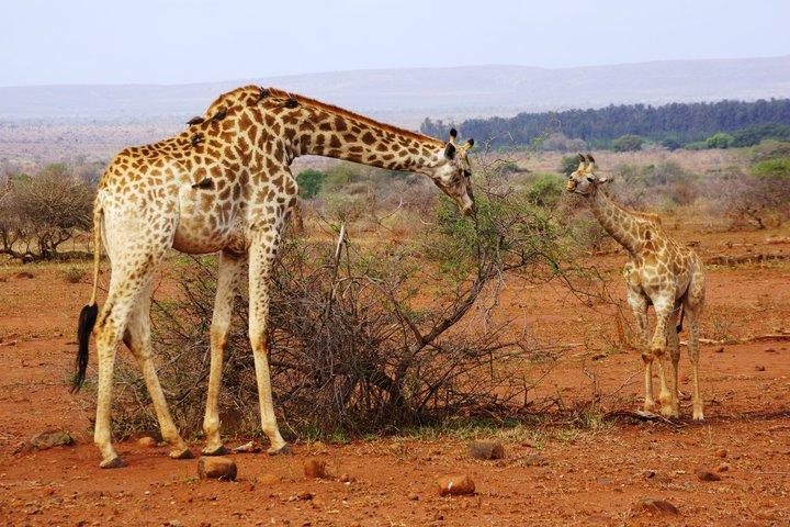マプト発クルーガーのエコノミーオープンバックサファリツアー