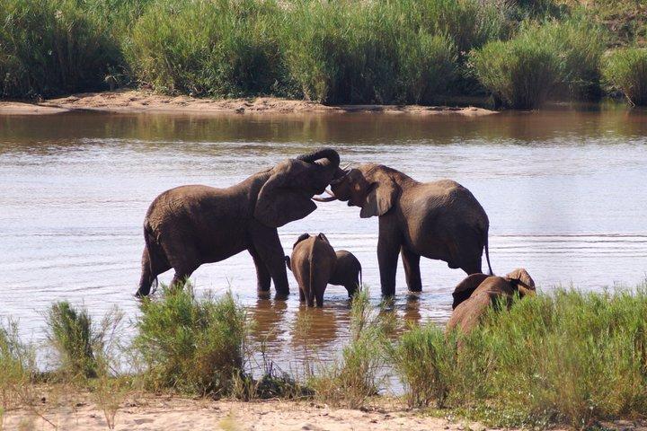 Ekonomisk safaritur i Kruger från Maputo