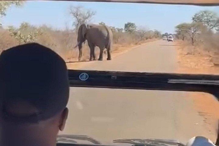 Economic Open Back Safari Tour in Kruger from Maputo