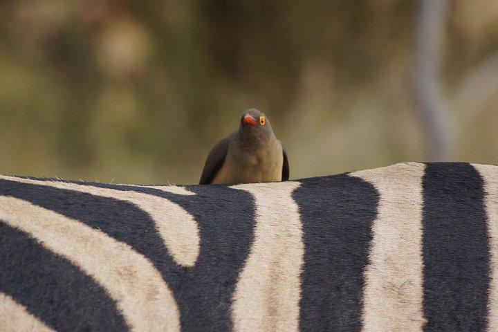 Economic Open Back Safari Tour in Kruger from Maputo