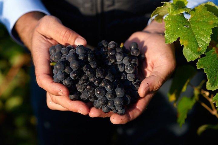 Champagne Régis Poissinet, Visita à Adega e Degustação