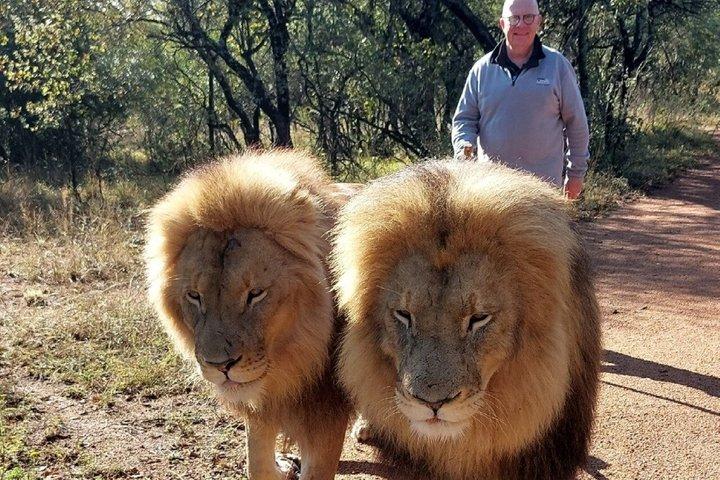 Lion Walk guidad tur äventyr