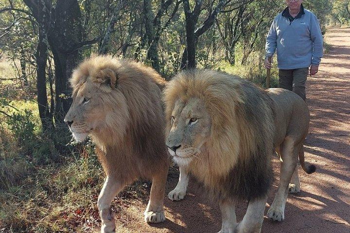 Lion Walk guidad tur äventyr