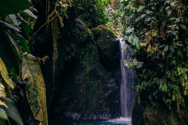 Mindo Cloud Forest Private Tour Nature wildlife Experience