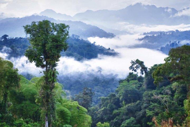 Mindo Cloud Forest Private Tour Nature wildlife Experience