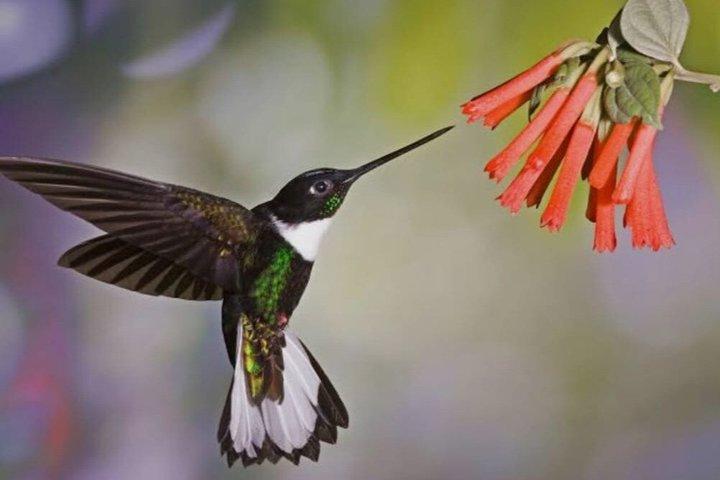 Mindo Cloud Forest Private Tour Nature wildlife Experience