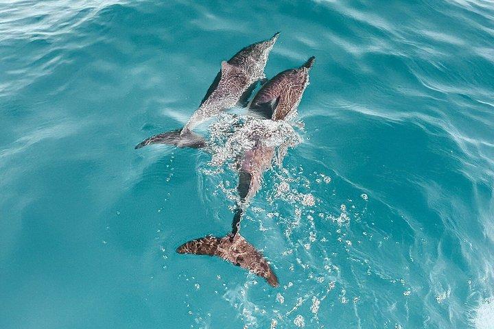 Hurghada Dolphin House Adventure