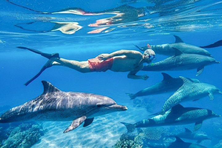 Hurghada Dolphin House Adventure