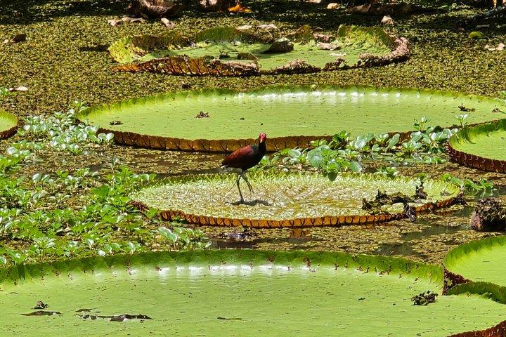 4-daagse Iquitos Peru Tour