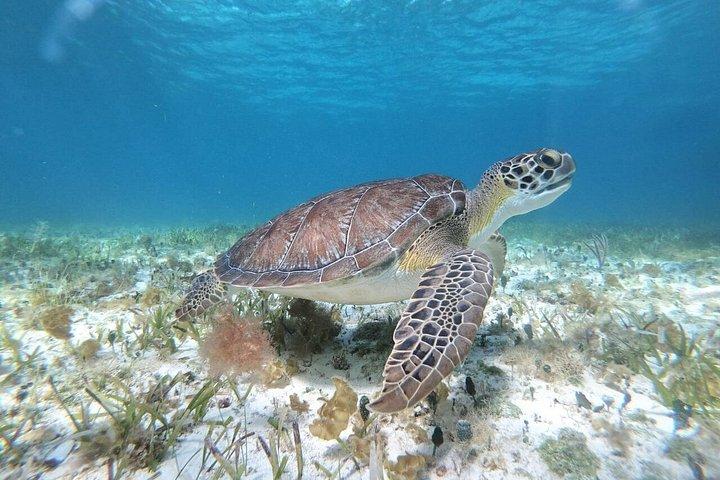 Snorkeling Shared Sky Tour in Cozumel with C