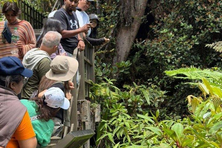 Experiência de dia inteiro Mossy Forest