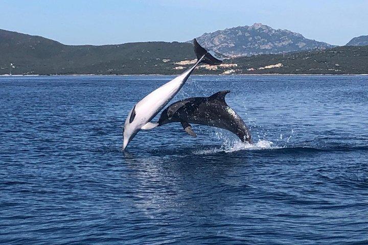 Dolphin Watching and Snorkeling Adventure in Figarolo Sardinia